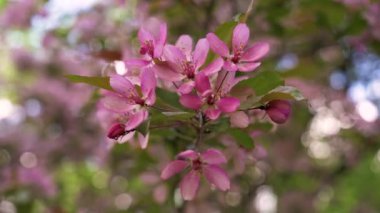 Kiraz ağacının Pembe çiçek çiçeklenme gülümsemek