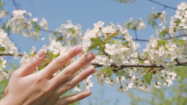 Коснувшись ветвей яблони, качающихся на ветру в саду — стоковое видео