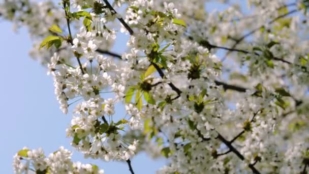 Branches de pommier à fleurs blanches se balançant dans le vent dans un parc — Video