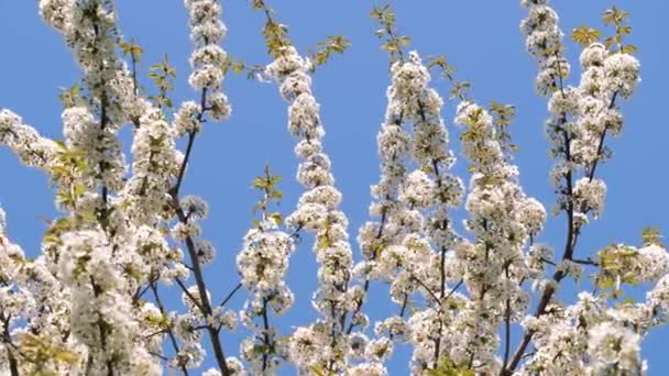 Weiße blühende Äste eines Apfelbaums wiegen sich im Wind in einem Park — Stockvideo