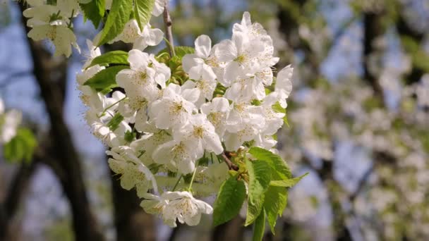 Closeup Bud bloeien op de tak witte bloemen van de appelboom — Stockvideo