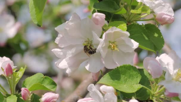 Närbild av biet samlar honung i blommande vita och rosa äpple blommor — Stockvideo