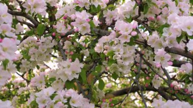 Elma ağacı, beyaz ve pembe çiçek çiçeklenme gülümsemek