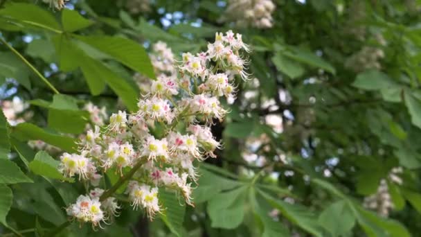 Närbild blommande knopp på grenen vita rosa blommor av kastanjen — Stockvideo