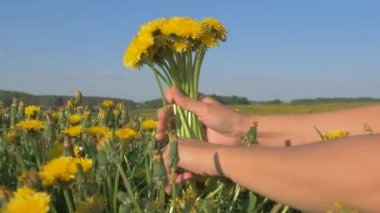 Yakın çekim Kadın el Sarı Dandelions çiçekli alan buket toplamak