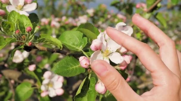 Närbild av kvinnlig Hand vidrör kronblad av blommande Apple blomma på våren — Stockvideo
