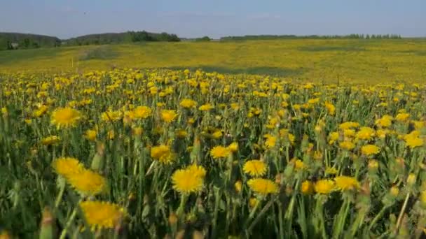 Cámara de movimiento a través del campo de flores amarillas de millones de flores de diente de león — Vídeos de Stock