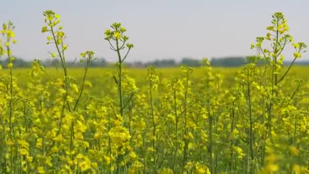 Yellow Flowers On The Blooming Field Of Rapeseed Or Canola — Stock Video