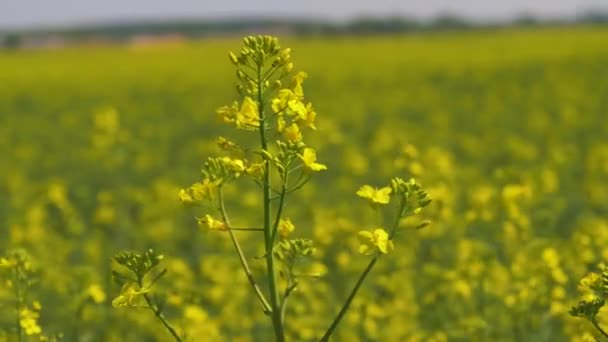 Primeros planos Flores amarillas en el campo floreciente de colza o canola — Vídeo de stock