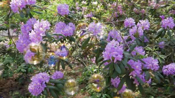 Schöne Fliederfarbene Blumen Blühen Einem Sonnigen Frühlingstag Einem Strauch Neben — Stockvideo
