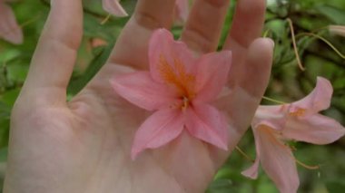 Kadın el parmakları arasında pembe çiçek sıkılmış ve parmaklarının arasından geçti