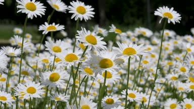 Papatyalar yazın tarlada çiçek açar.