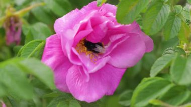 Bal ve polen içinde pembe gül çiçek açan Bumblebee closeup toplar