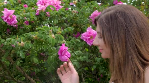 Mooie vrouw handen aanraken van de bloemblaadjes van een bloeiende roze roos — Stockvideo