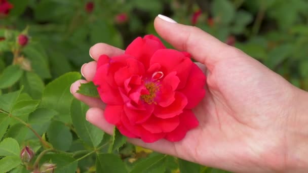 La mano femenina sostiene un brote de rosa y acaricia suavemente los pétalos de la flor con su pulgar — Vídeo de stock