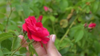El Kırmızı gül Bud tutar ve parmak ile çiçek yaprakları yavaşça vuruş