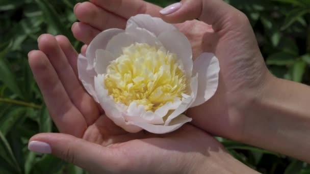 Kadınlar closeup eller tutun palmiye ve yavaşça dokunmadan parmak beyaz çiçek — Stok video