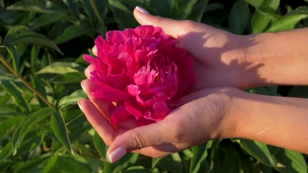 Primer plano de las manos de las mujeres sostienen en la palma y cariñosamente tocar los dedos flor roja — Vídeo de stock
