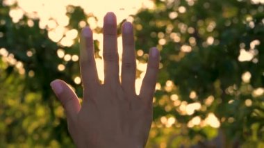 Kadın el parmaklarını Bahçe günbatımında karşı aracılığıyla güneş ışınları dokunur