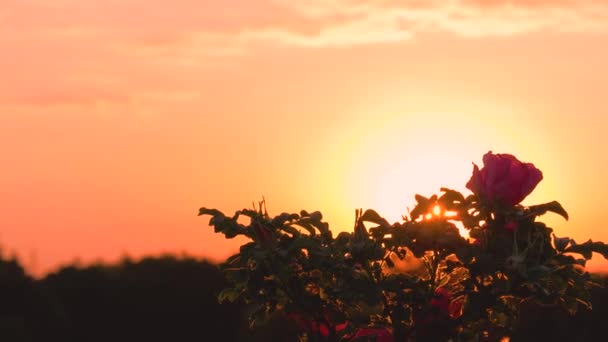 De stralen van de zonsondergang doorschemeren de roos — Stockvideo