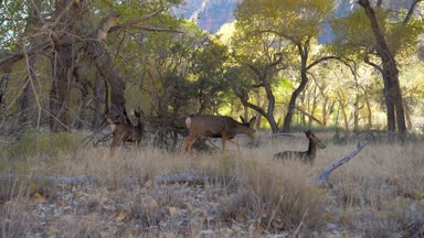 Fawns ile vahşi geyik sürüsü otlatmak ve ağaçlar Grove Zion Park gölgede dinlenmek