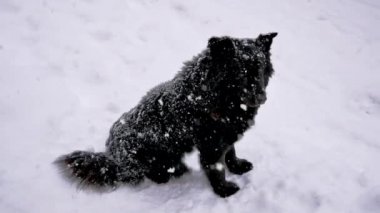 Onun baş ve kameraya görünüyor kış kar yağışı sırayla Anavatan siyah köpek