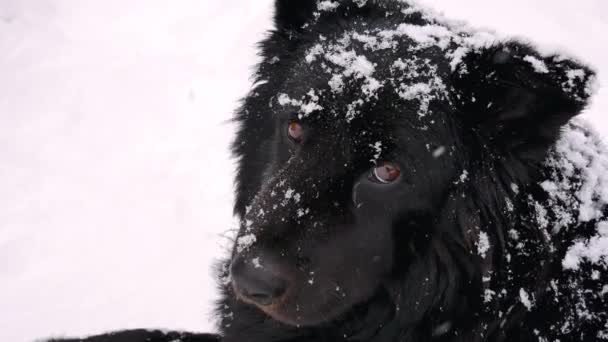 Cão sem-teto no inverno A queda de neve olha para a câmera com olhos tristes — Vídeo de Stock