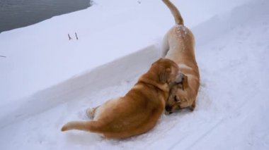 Kışın kar üzerinde yatan iki büyük köpekler Play