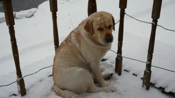 Πάτριον έδαφος σκύλοs συνεδρίαση στη βεράντα του σπιτιού σε σφοδρές χιονοπτώσεις το χειμώνα — Αρχείο Βίντεο