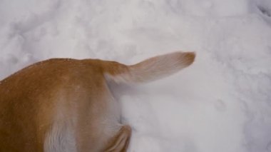 Neşeli bir köpek kış sallayarak kuyruğu close-Up
