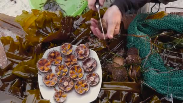 Closeup Man Hand With A Knife Cuts A Sea Urchin In Half And Puts It On A Plate — Stock Video