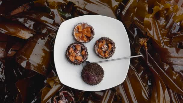 Primer plano del caviar del erizo de mar en la concha marina se encuentra en la placa — Vídeos de Stock