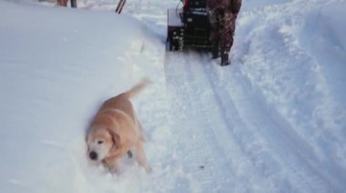 Adam Kışın kar makinesi kar yoldan temizler ve şirin bir köpek yün temizler