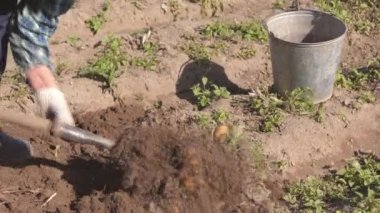 Yaşlı kadın Olgun patatesten bahçe yataklar ve kova koyar Digs