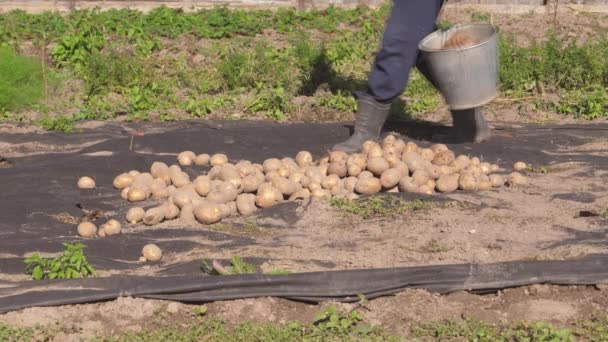 Close-up van een oude vrouw In de tuin gieten uit een emmer van Heap aardappelen — Stockvideo