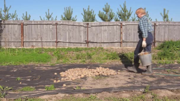 Een oude vrouw In de tuin gieten uit een emmer van Heap aardappelen — Stockvideo