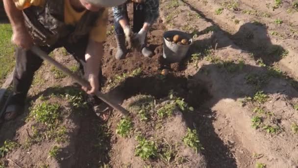 Homme et femme âgés récoltent des pommes de terre des lits de jardin — Video