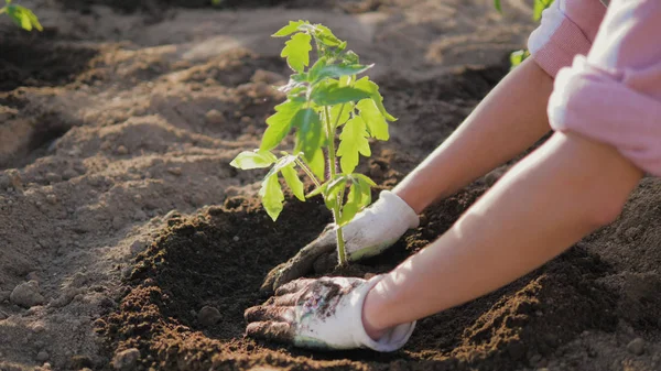 A Farmers Hands Hoeing The Soil Around The Tomato Seedling Royalty Free Stock Photos