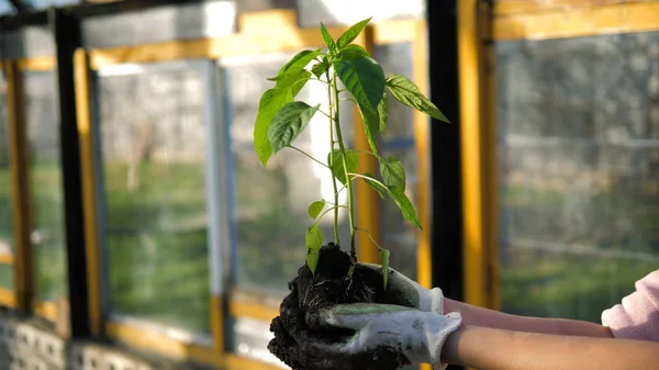 A Farmer Hands Holds A Tomato Seedling In The Greenhouse