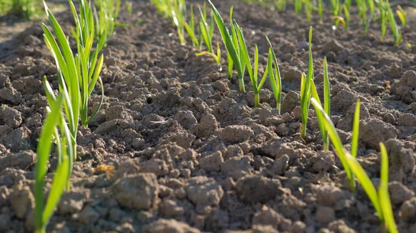 Genç yeşil serada güneşli gün filizlenir.