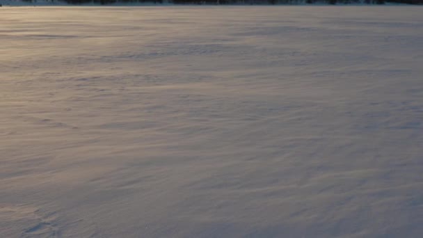 Blizzard dans un champ où les flocons de neige et le gel volent au vent au coucher du soleil doré — Video