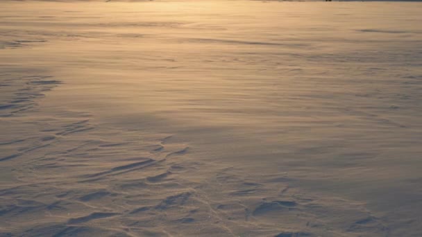 Blizzard op een gebied waar sneeuw en vorst op de Wind bij gouden zonsondergang vliegen — Stockvideo