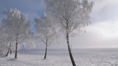 Pamuk Prenses ve dallar Kışın kar yağışı sonra pırıl pırıl Frost ağaçlarıyla