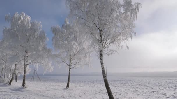 Δέντρα με λευκό χιόνι και ακτινοβολώντας παγετό στους κλάδους το χειμώνα μετά από τις χιονοπτώσεις — Αρχείο Βίντεο