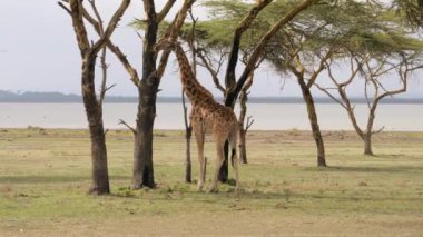 Afrika yetişkin zürafa Savannah akasya ağaçlarının yaprakları ve kabuk yemek