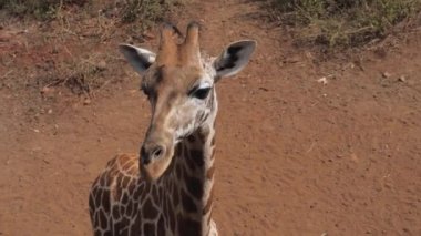Kapatmak yukarıya-in Afrika zürafa kafa Savannah kameraya bakıyor ve yalvarıyor