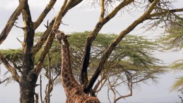 Giraffa africana mangia corteccia di acacia a Savannah — Video Stock