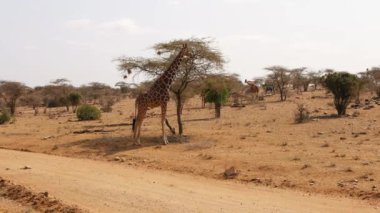 Zürafalar kurak rezerv Samburu akasya ağacının yanında ayakta