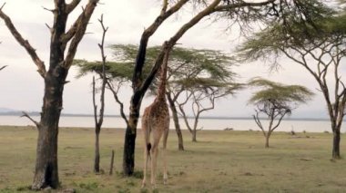 Yetişkin Afrika zürafa yaprakları ve Savannah, 4 k akasya ağacının kabuğu yiyor