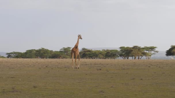 Jirafa africana entra en la distancia en una sabana caliente a los árboles de acacia — Vídeos de Stock